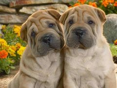 -荣耀金沙动物医院(清江西路店)