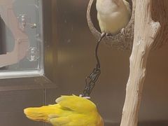 -吾叁·吉趣鸟咖(万科店)