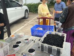 -桃源山庄·水蜜桃采摘·柴火鸡·烧烤团建(龙泉山店)