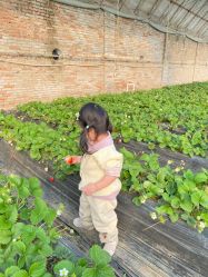 -蓝呗呗蓝莓草莓采摘园(通州区马驹桥店)