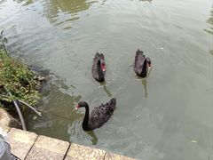 -长兴太湖图影湿地文化园