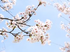 -古柏渡丰乐樱花园