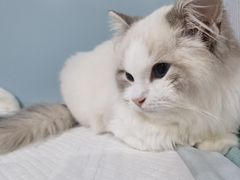 -纳吉亚猫专科动物医院·北北分院