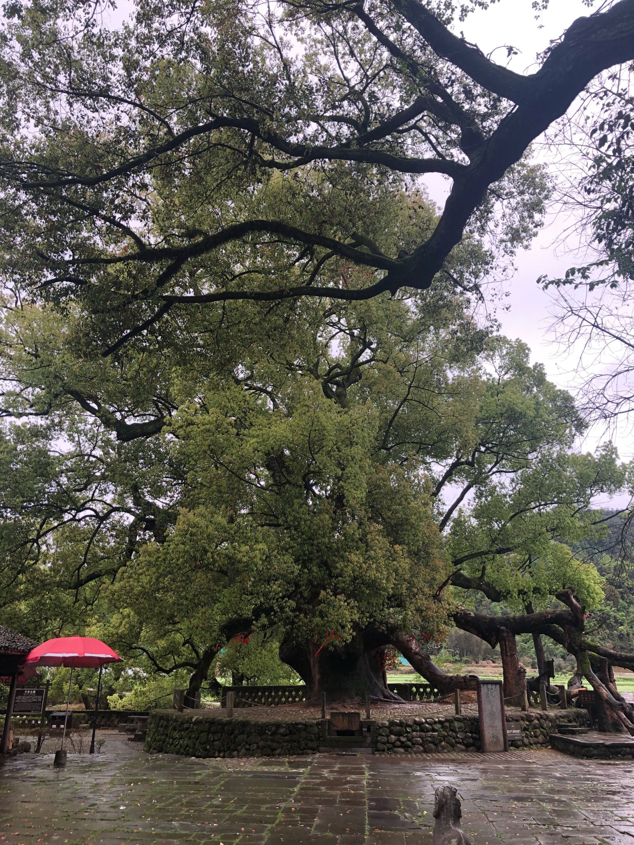 婺源严田古樟风景区图片