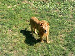 -西霞口神雕山野生动物世界