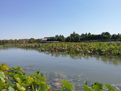 -白洋淀景区