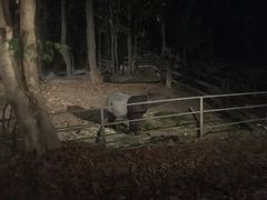 -清迈夜间动物园