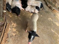 -泉州海丝野生动物世界