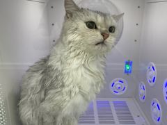 -爱洗澡的猫(天河路店)