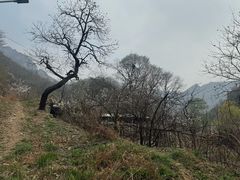 -大岭沟猕猴桃谷风景区