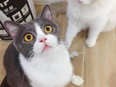 -李小姐の猫咖啡馆(五角场店)