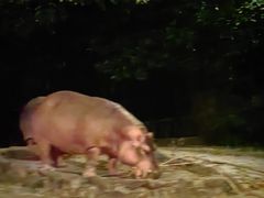 -夜间野生动物园