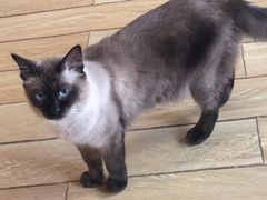 -Cappucimeow猫咪咖啡馆(韦伯时代店)