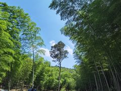 -宝界山林公园