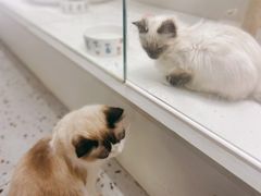 -喵喵咪呀布偶猫咖(春熙路店)