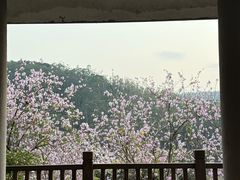 -东莞市大岭山森林公园