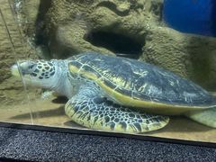 -大连圣亚海洋世界