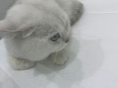 -佳雯宠物医院(金华南路分院)