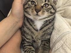 -爱佳宠物中心医院24H·CT·骨外科·猫专科(瑶海万达店)