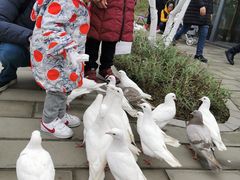 -黄龙溪欢乐田园