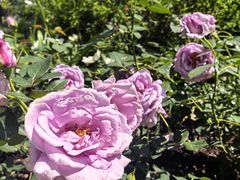 -东方体育中心(地铁站)