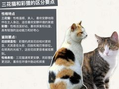 -翊宠yipet猫狗购宠庄园犬舍•猫舍