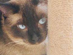 -猫力发电所·宠物专门店
