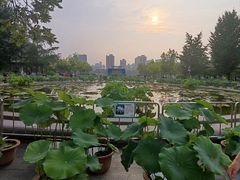 -莲花池公园