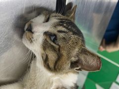 -瑞派动物医院·猫专科·至诚(江南中分院)