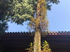 -太平天国侍王府