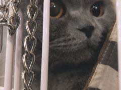 -猫先生桌游