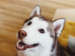 -Husky Go! 哈士奇体验馆·宠物咖啡厅狗咖