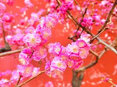 -红螺寺
