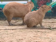 -西霞口神雕山野生动物世界