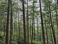 -鲁山国家森林公园