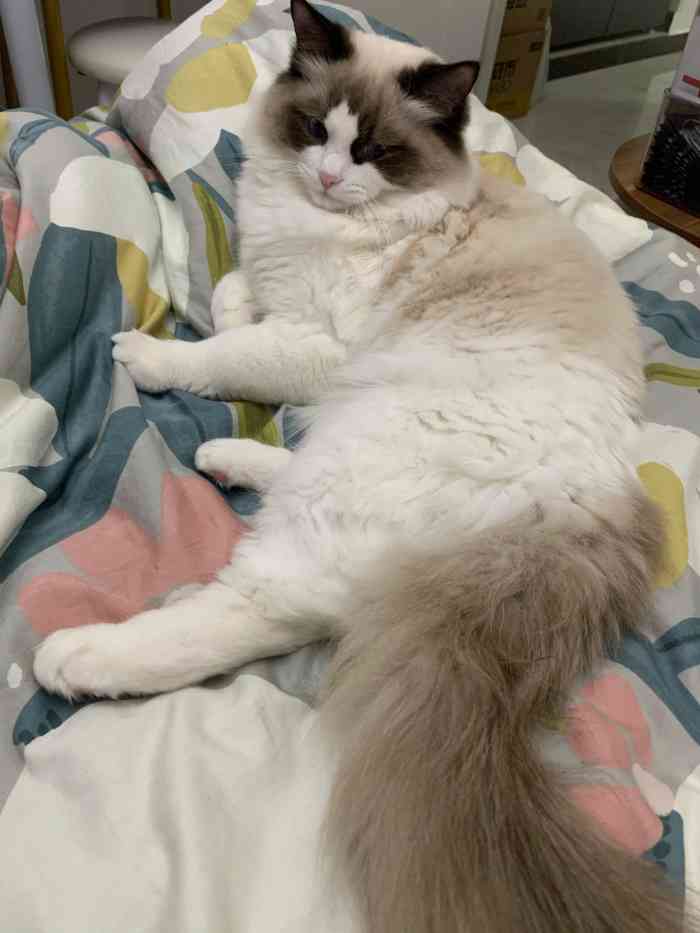 猫福瑞猫舍(石景山店)-"【项目】其他某天正好在这边附近,无意中.