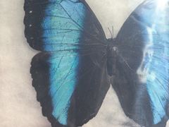 -老昌春饼(松北店)