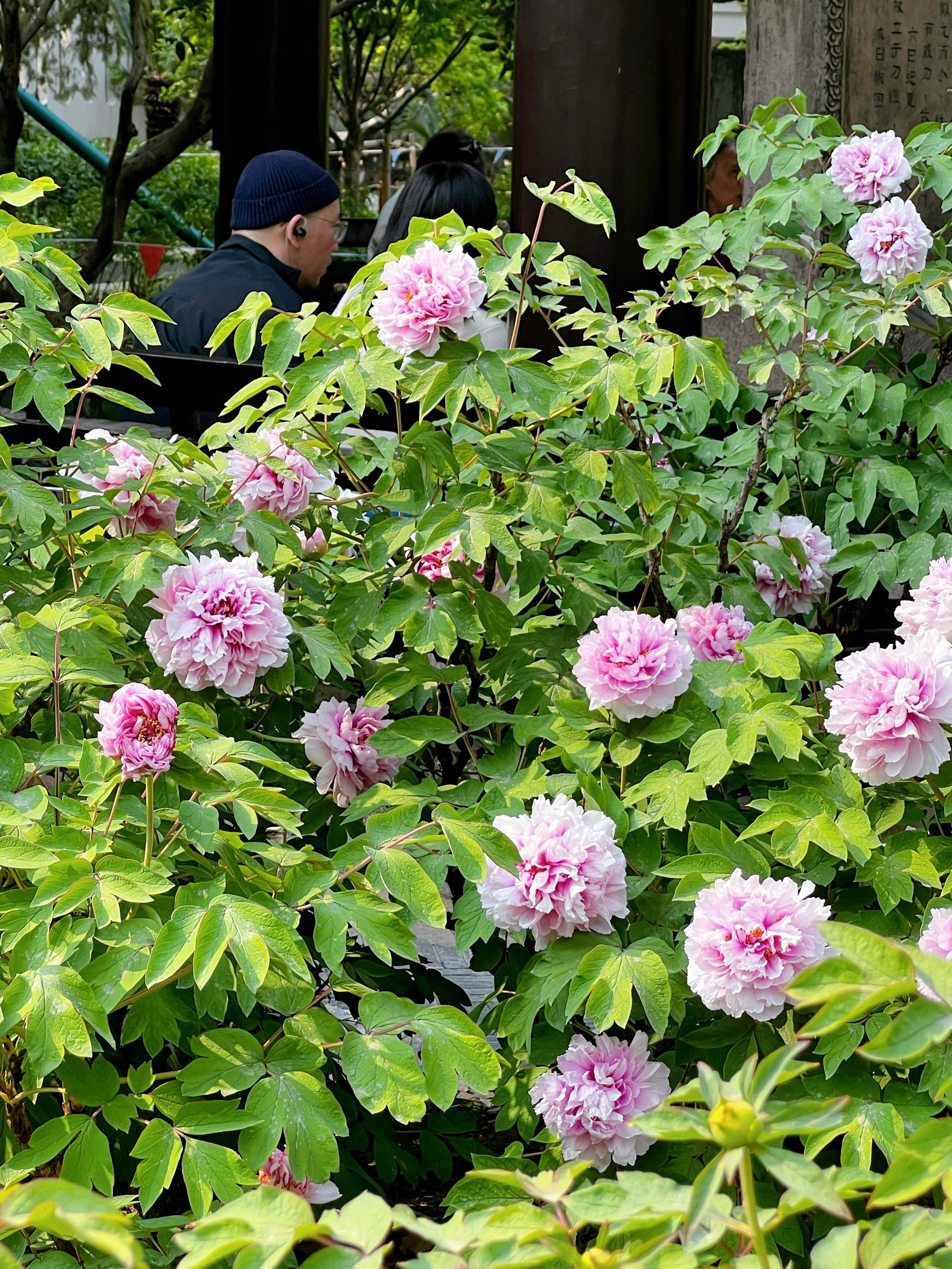 上海漕溪公园120岁牡丹迎来高光花期!