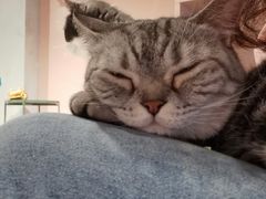 -猫儿山۰猫主题餐厅