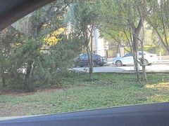 -中环花鸟鱼虫市场