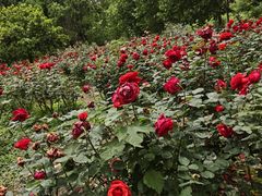 -都江堰玫瑰花溪谷