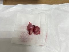 -利又安动物医院··老年病·猫科犬科·中兽医