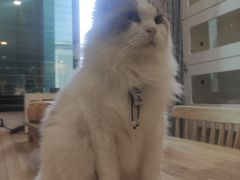 -楼上猫咖(罗湖店)