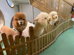 -藦茜花园宠物主题亲子互动体验馆(国顺东路店)