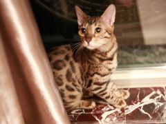 -猫大福·Fortune Cat猫舍(百子湾店)