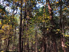 -铁山坪森林公园