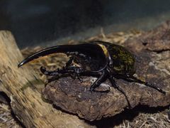 -上海大自然野生昆虫馆(东方明珠·爬宠昆虫探索中心)