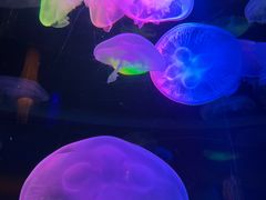 -太平洋海底世界