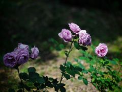 -苏州河梦清园环保主题公园