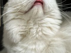 -爱侣宠医·鹦鹉专科·小型哺乳类·异宠专科(灵石路店)